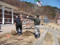 배롱나무 식재 - 영양군생태공원사업소