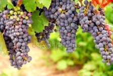 붉은 포도  