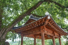 언택트 연꽃 여행#2 광주 하완마을 | 두피디아 여행기 두피디아 여행기-언택트  연꽃 여행#2 광주 하완마을