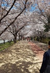 삼락공원 낙동제방벚꽃길 - 에누리 쇼핑지식 자유게시판 삼락공원 낙동제방벚꽃길 - 에누리 쇼핑지식