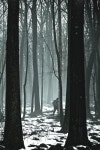 포토에세이 > 내용보기 > Into The Forest 2 :: HeyKorean.com