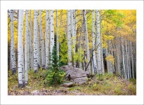 포토에세이 > 내용보기 > 자작나무 :: HeyKorean.com