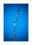 포토에세이 > 내용보기 > 아름다운 비행1 :: HeyKorean.com