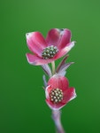 포토에세이 > 내용보기 > Dogwood :: HeyKorean.com