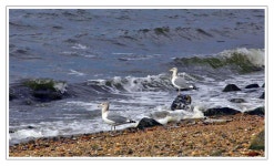 HeyKorean > 미주한인 클럽(옛 추억의 쉼터) > ▣ ..칼라  Photo  앨범 > 파도와 갈매기 .... 옛 추억의 쉼터: HeyKorean 클럽 > 파도와... 