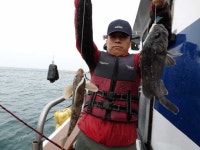 (西)서해조황 - 안흥 성남호 6월 11일 촐조 조황정보 사진입니다.