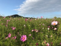 [평화누리길] 뜨겁고 길고 외롭던 파주구간