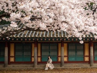 [벚꽃엔딩] 제주 벚꽃, 비오던날 삼성혈