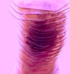 [브런치북] 암브로시오