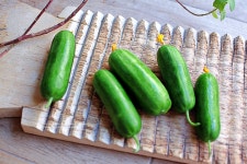 이탈리아서 가장 비싼 오이