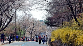 수원 화성, 테마 있는 벚꽃 명소