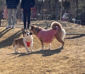 힐링이 따로 없었다, 강아지 놀이터!