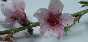 30화 무심한 봄꽃