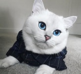 세상에서 가장 예쁜 고양이 코비