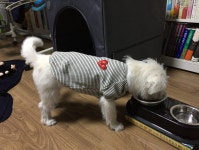 제주 강아지, 탐탐 #26 어금니 빠지다