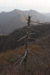 가을 설악산의 계절은 꼭대기로부터 내려오고 있다