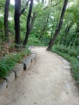 조세랑 작가의 작업을 기다리며 봉은사 명상길을 걸으며.