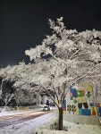 상고대