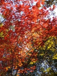 신촌(新村)과 노촌(老村)-치악산 향로봉 가는 길에서