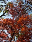 신촌(新村)과 노촌(老村)-치악산 향로봉 가는 길에서
