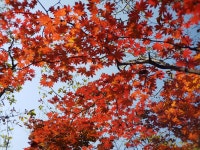 신촌(新村)과 노촌(老村)-치악산 향로봉 가는 길에서