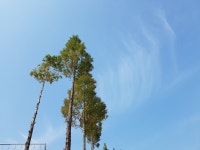 신촌(新村)과 노촌(老村)-치악산 향로봉 가는 길에서