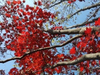 신촌(新村)과 노촌(老村)-치악산 향로봉 가는 길에서