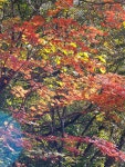 신촌(新村)과 노촌(老村)-치악산 향로봉 가는 길에서