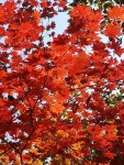 신촌(新村)과 노촌(老村)-치악산 향로봉 가는 길에서