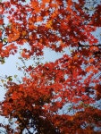 신촌(新村)과 노촌(老村)-치악산 향로봉 가는 길에서