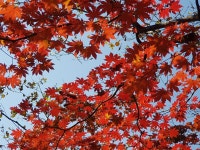 신촌(新村)과 노촌(老村)-치악산 향로봉 가는 길에서