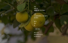 [가능하면 1일 1시] 어떤 결실2