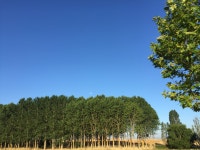 04화 찬란(燦爛) in Virgen del Camino