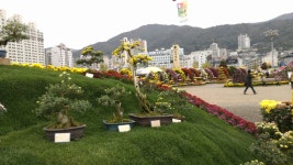 마산 가고파 국화 축제