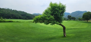 라인