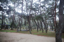 청송 목계솔밭