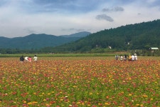 예상 밖의 꽃밭