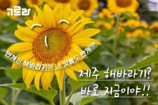 여름과 함께 찾아온 해바라기!
