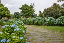 수국했어 오늘도♬ 여름 제주 수국 명소 <혼인지> 수국했어 오늘도♬  여름 제주 수국 명소 <혼인지>