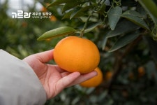 설 명절 선물로 딱! 제주도 천혜향 인아네 농장! 설 명절 선물로 딱!  제주도 천혜향 인아네 농장! 