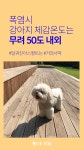 계속되는 폭염 속 반려동물 산책시키기, 괜찮을까요?  계속되는 폭염 속  반려동물 산책시키기, 괜찮을까요? 