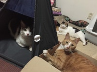07화 고양이 유치원