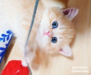 고양이분양방법과 고양이입양비용은 스스로가 결정하는 것
