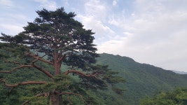 15화 지리산 천년송을 카메라에 담는 법