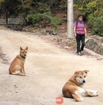 이웃집 개가 우리 아이를 물었어요.