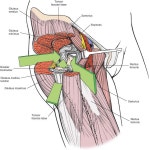 대퇴근막장근(Tensor fascia lata)