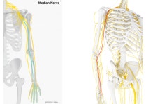 상완신경총(The Brachial Plexus)
