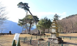 17화 늘푸른 소나무처럼  벽송사