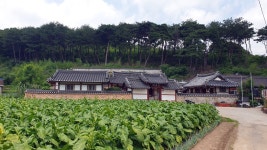 덕천강을 건너다