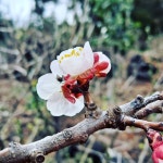 2021년 봄을 담다